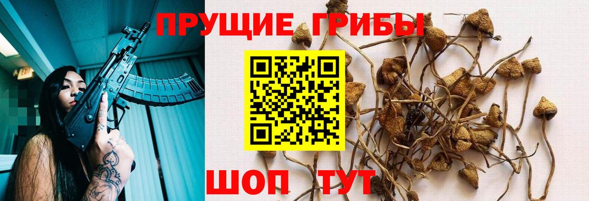 Сызрань  Галлюциногенные грибы Psilocybine cubensis  Вход с VPN 